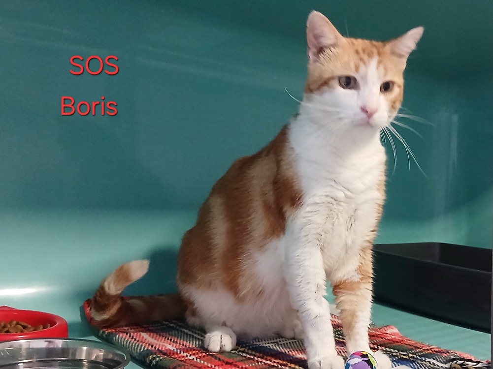 BORIS