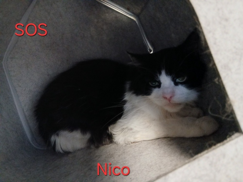 NICO