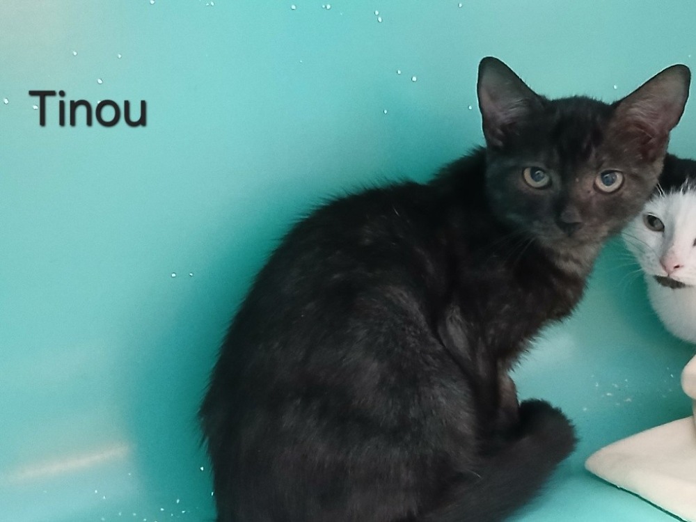 TINOU