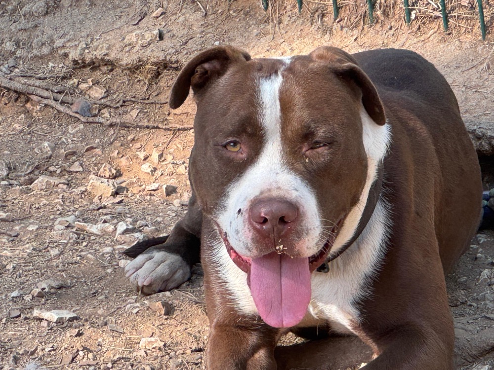 HANK