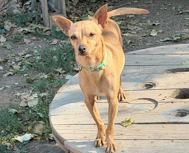 stitch (EN COURS D’ADOPTION)