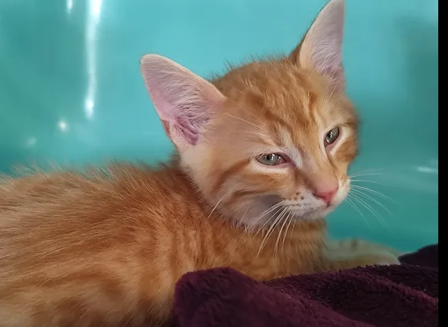 Caramel