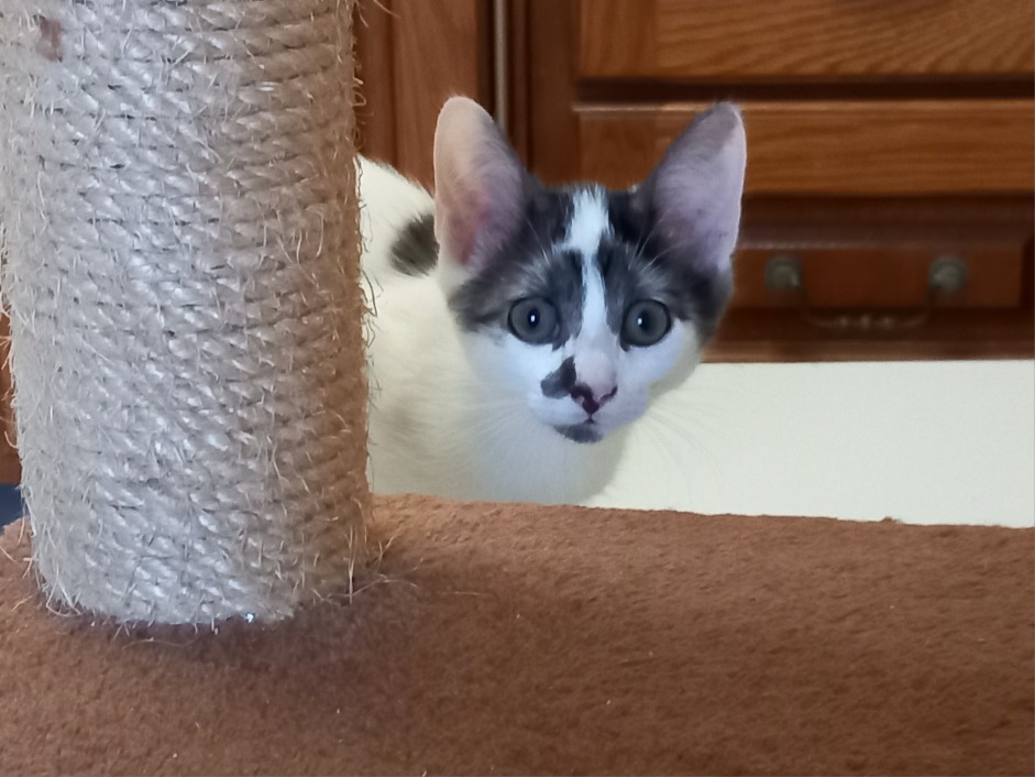 BONNIE