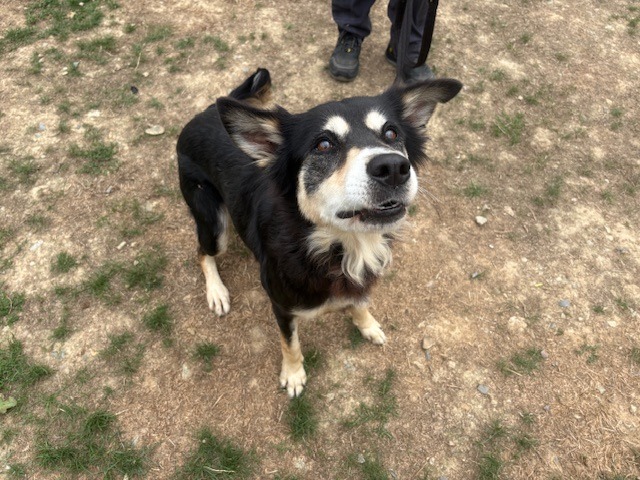 Laya