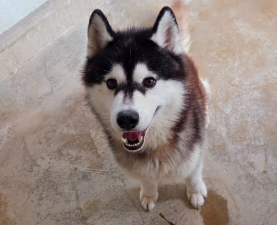 ULKO