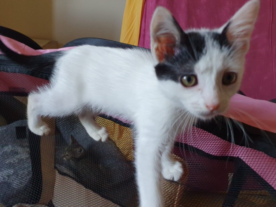 Manille