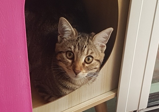LILI