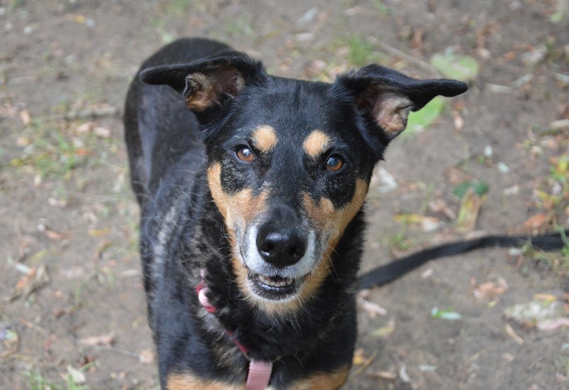 LAIKA CHAO