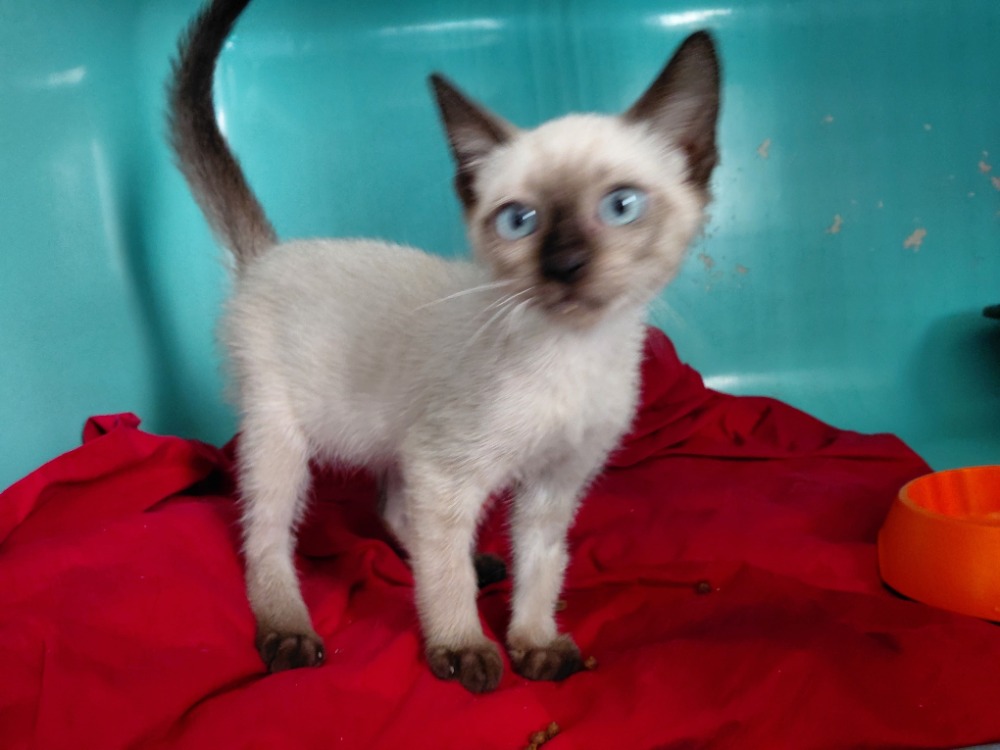MINOU (En cours d'adoption)