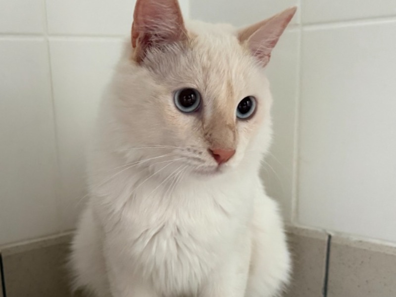 Sonic (En cours d'adoption)