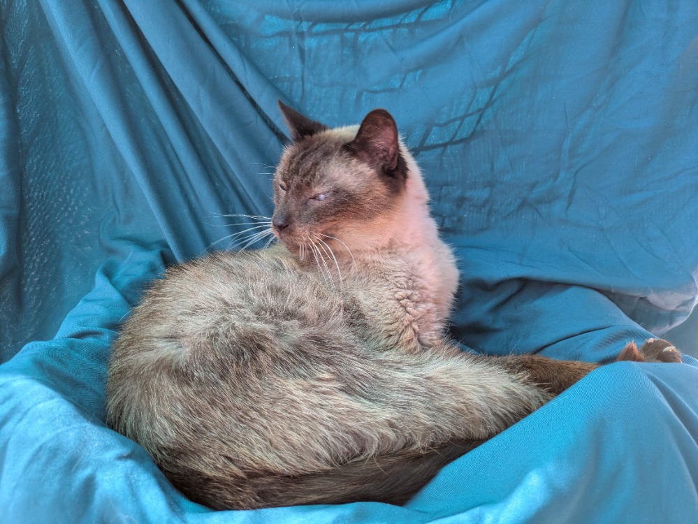 Sitelle