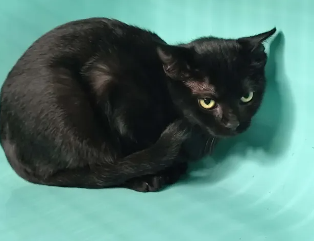 Myla
