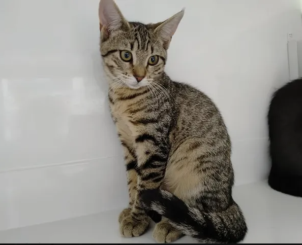 Léana