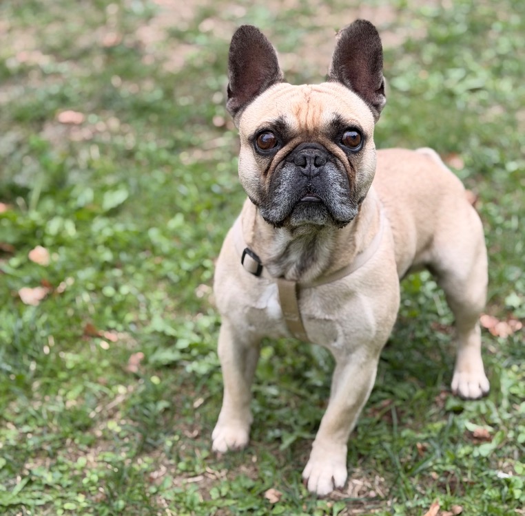 Pumba CAA16033