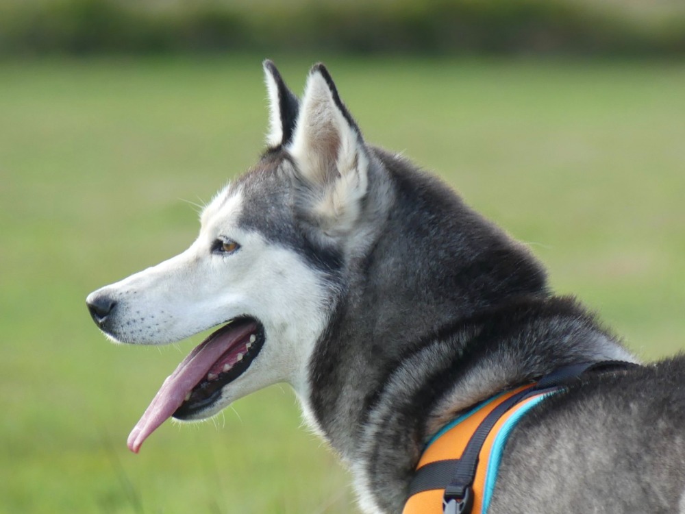 Laika