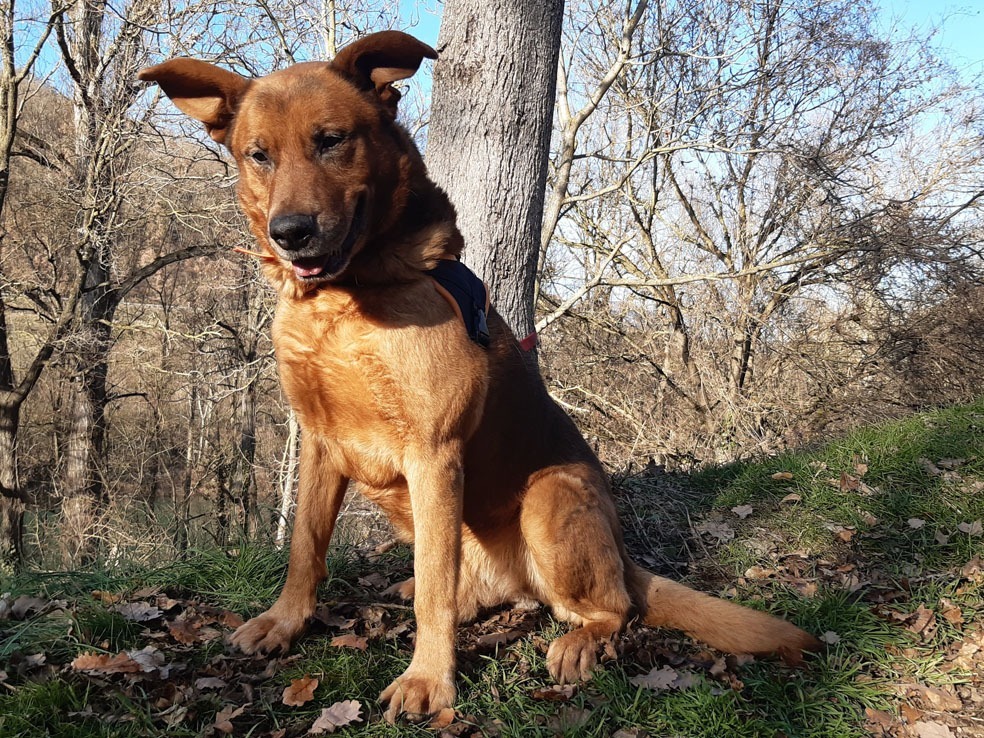 Tyson