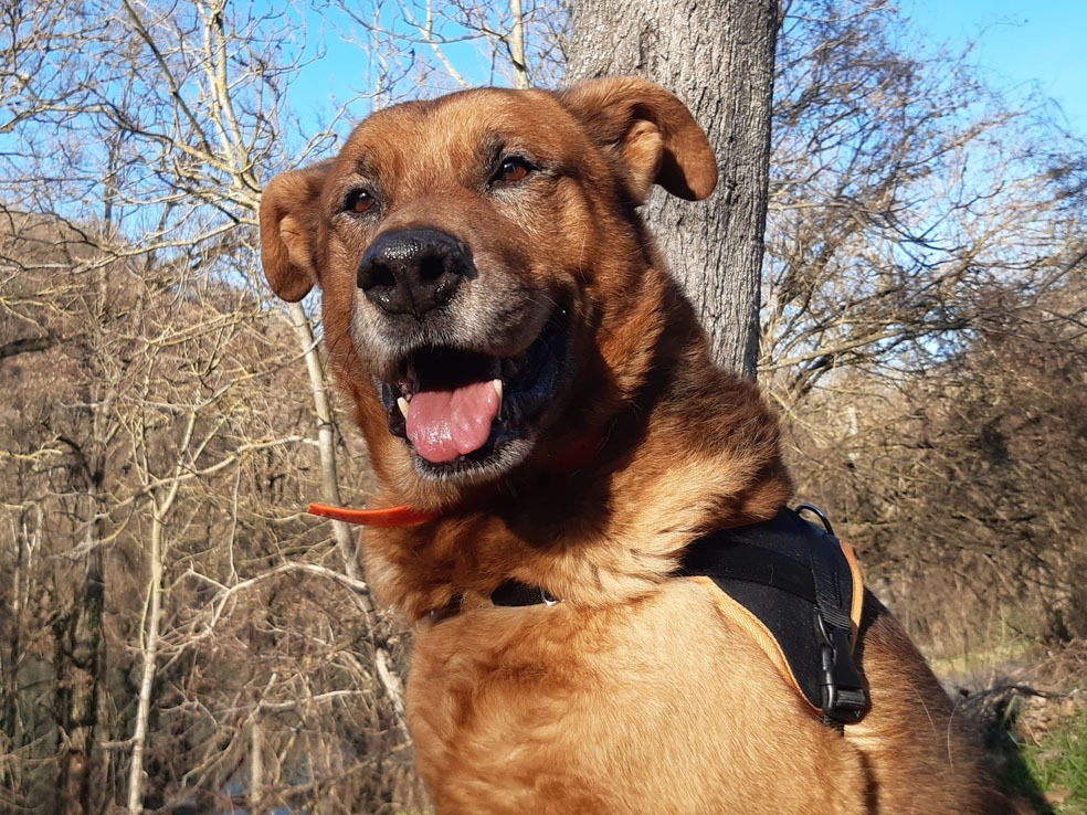Tyson (Réservé)