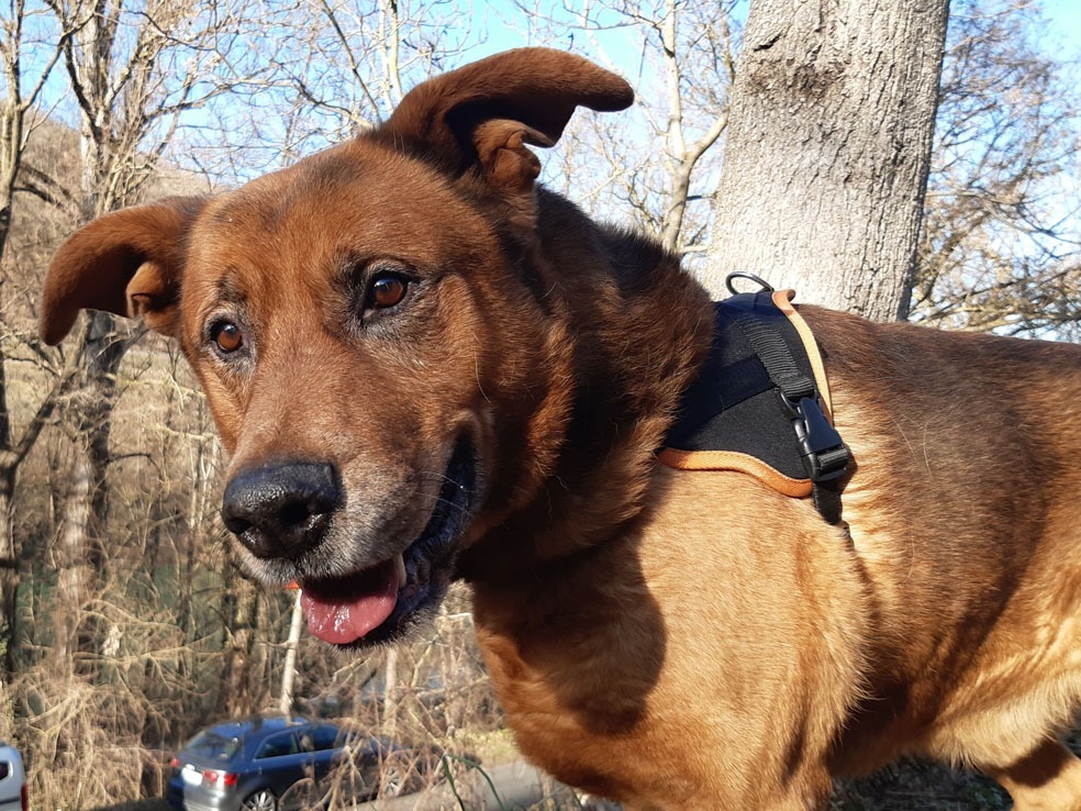 Tyson (Réservé)