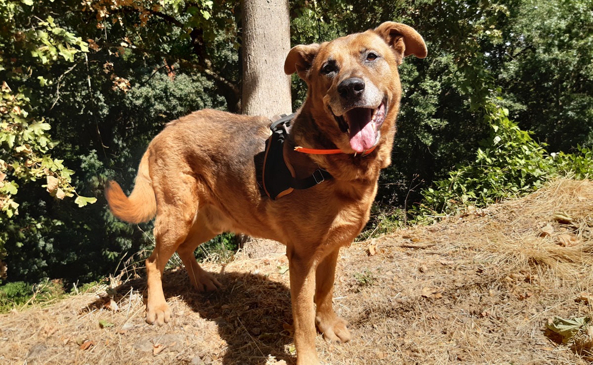Tyson (Réservé)
