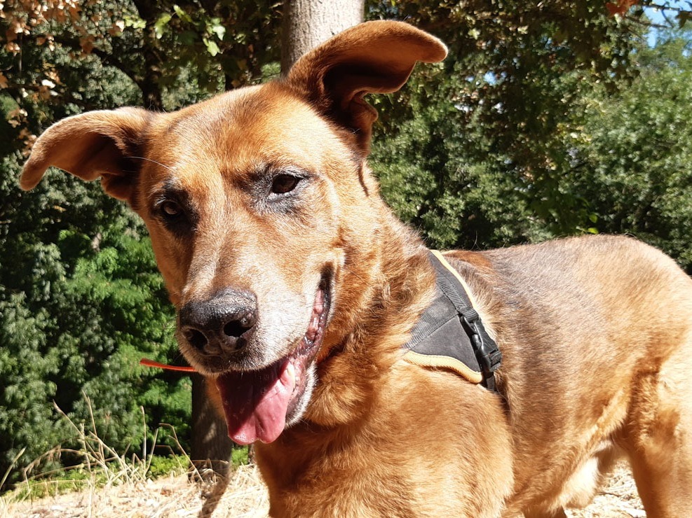 Tyson (Réservé)