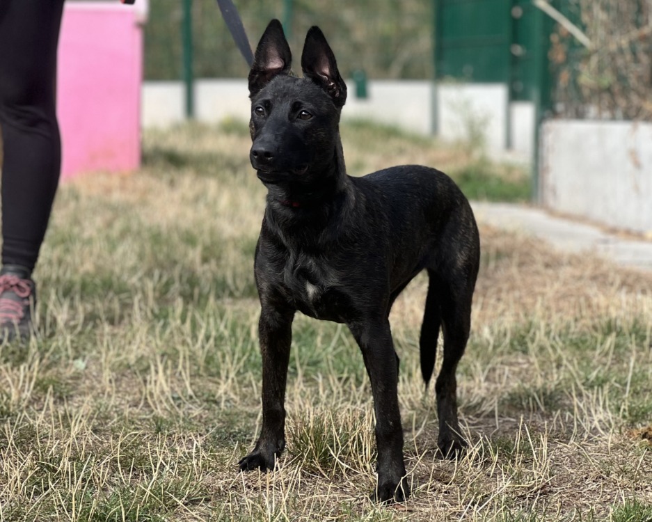 CORA