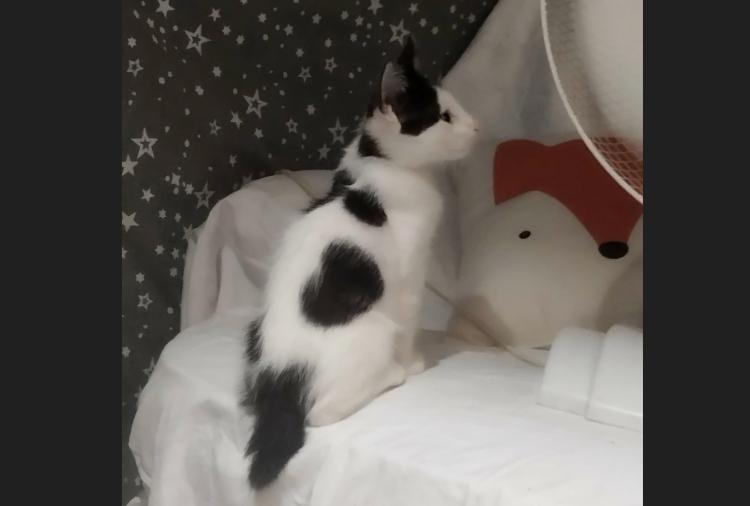 BIANCO