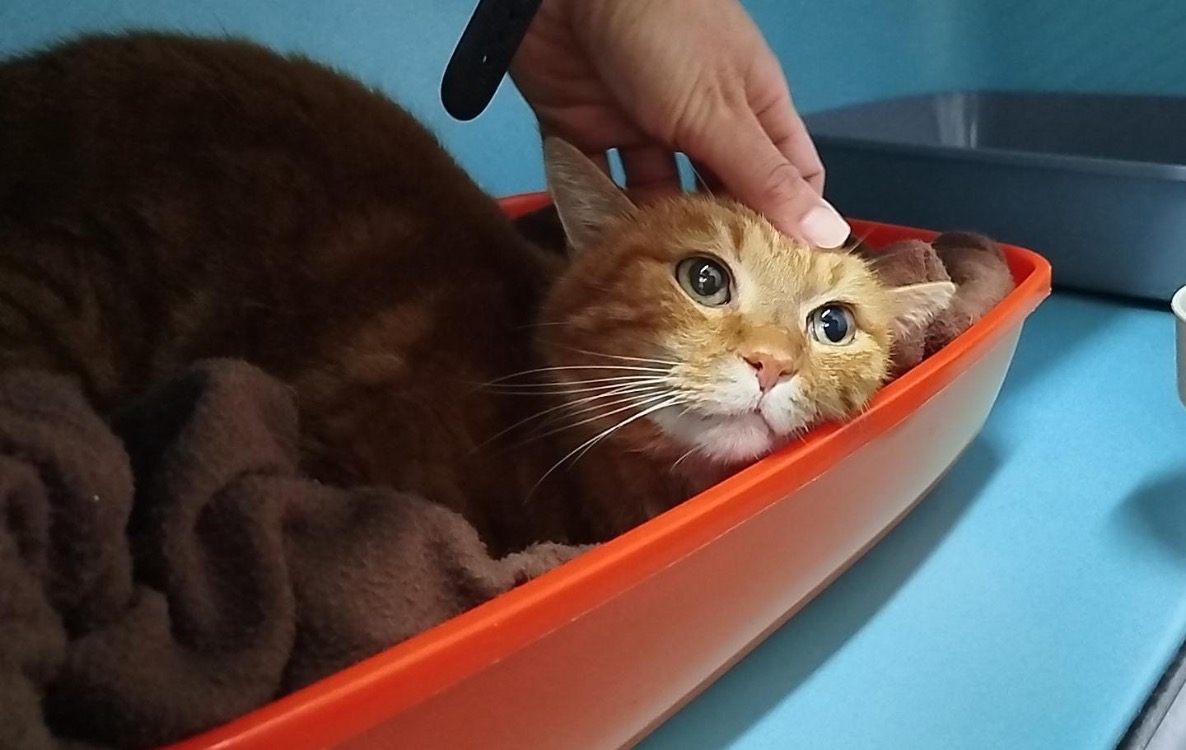 Caramel
