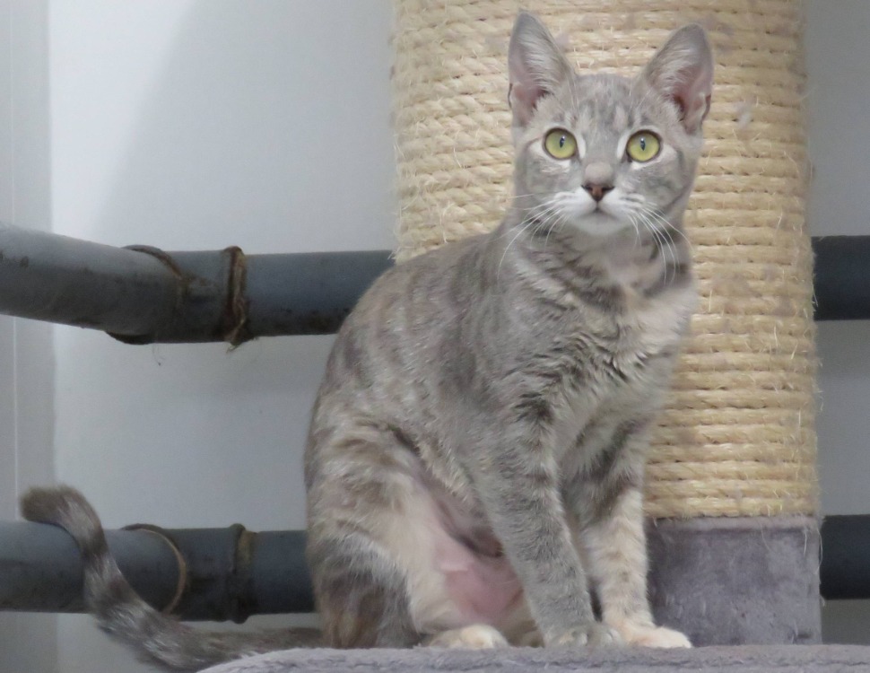 BELLA