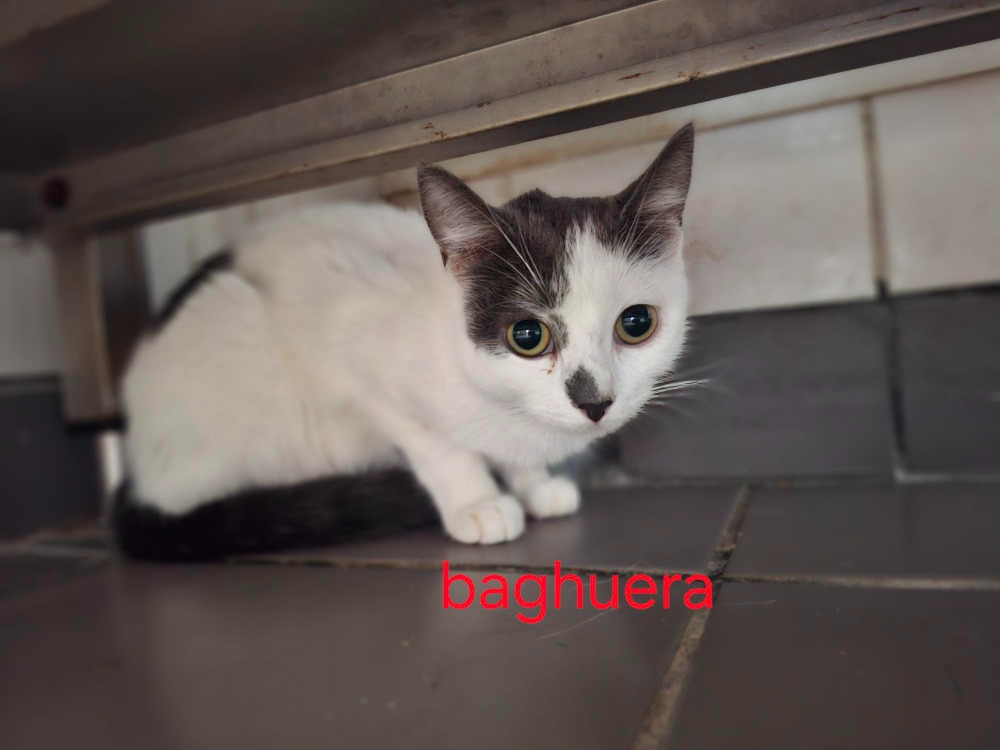 BAGHUERA