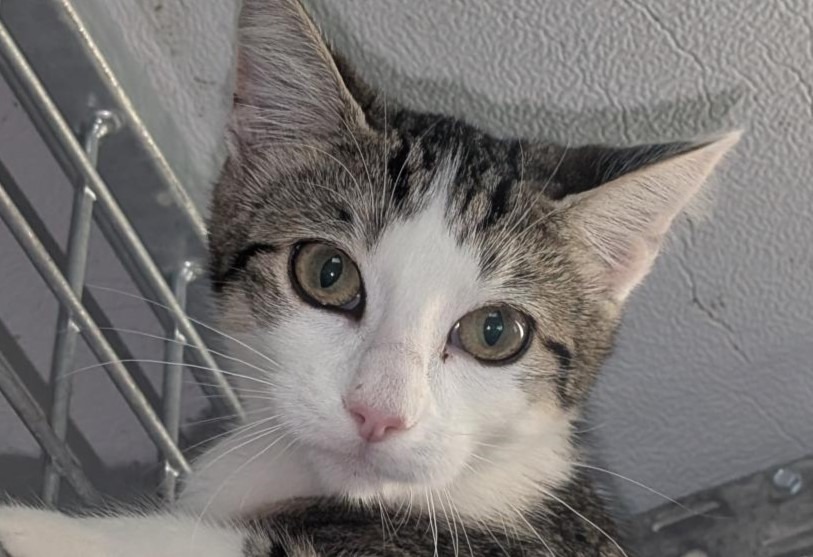 Cleo