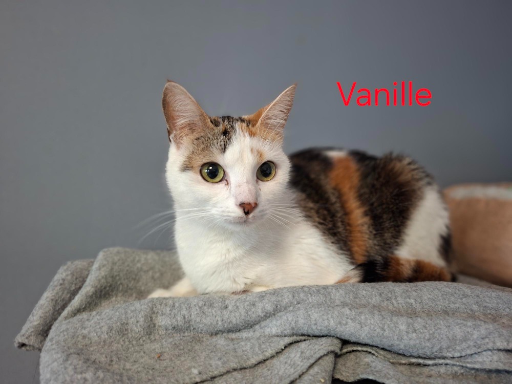 VANILLE