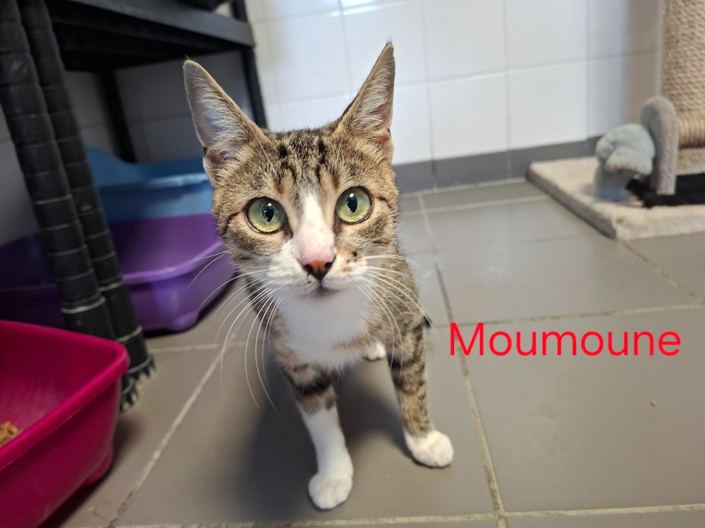 MOUMOUNE