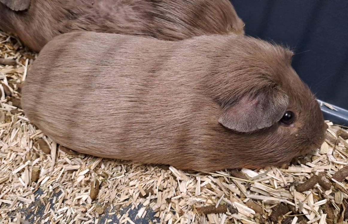 TRUFFON