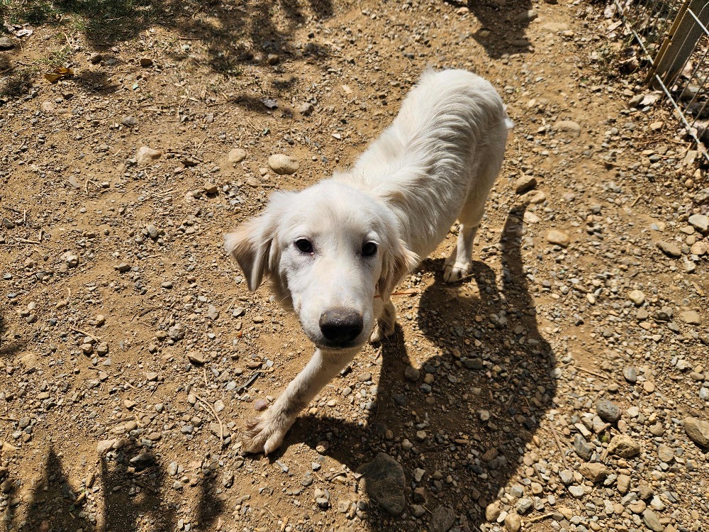 BRONX (en cours d'adoption)