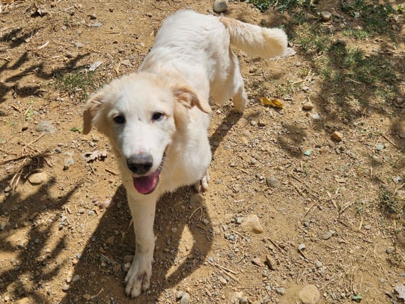 SNOW (en cours d'adoption)