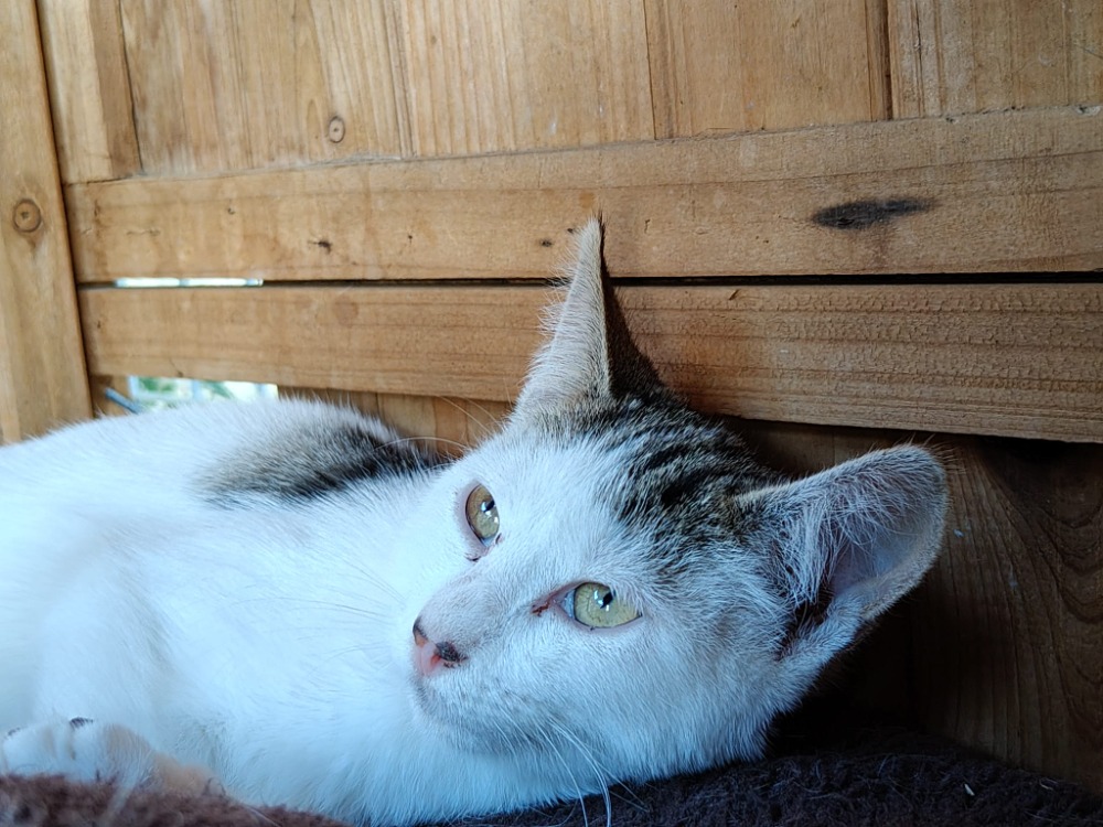 POMPONETTE