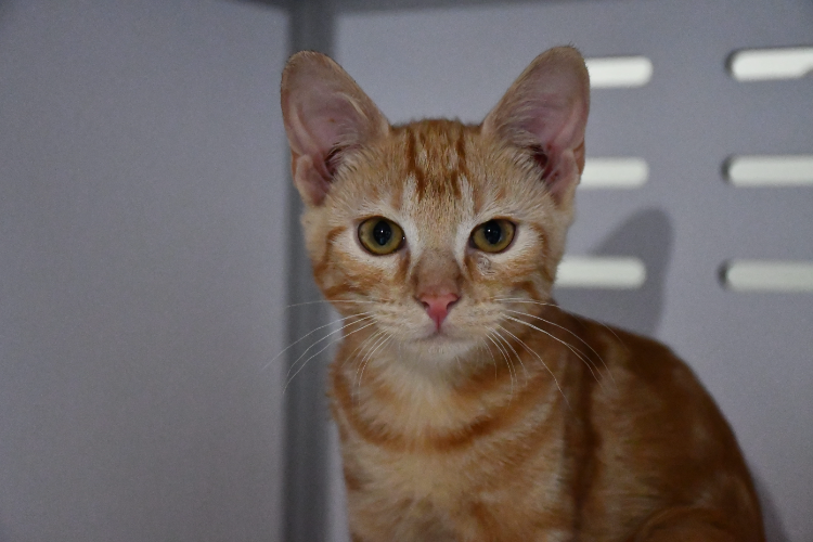Stanley(en cours d'adoption)