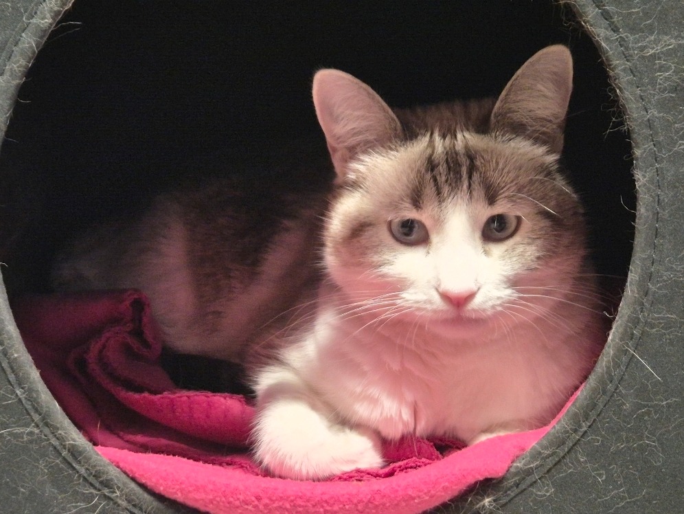 chipie (réservée)