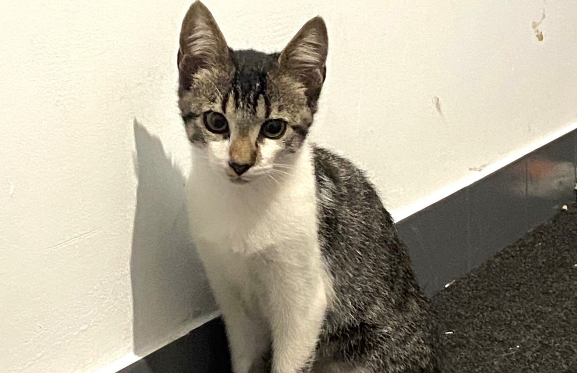 GATO