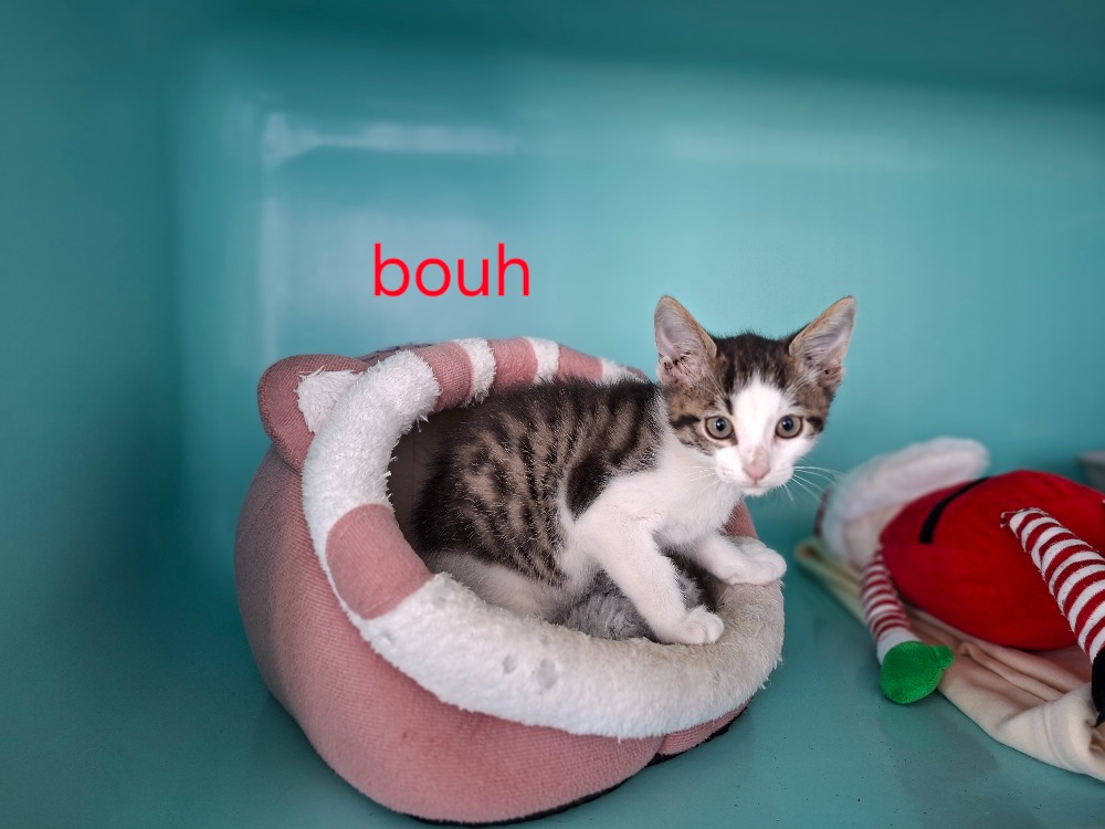 Bouh