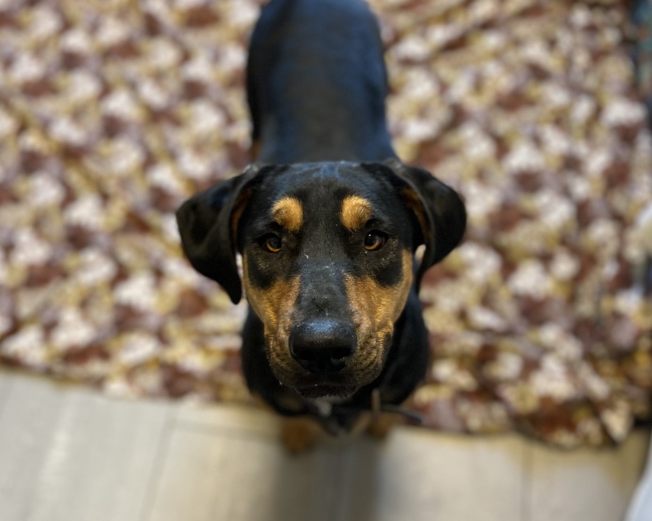 NALA