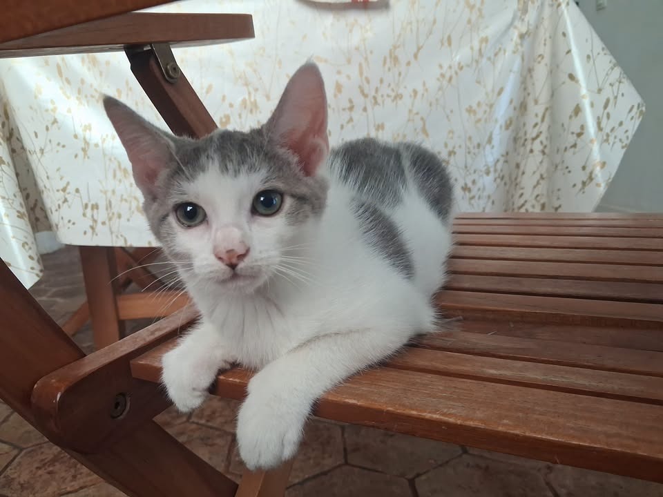 MAGGIE