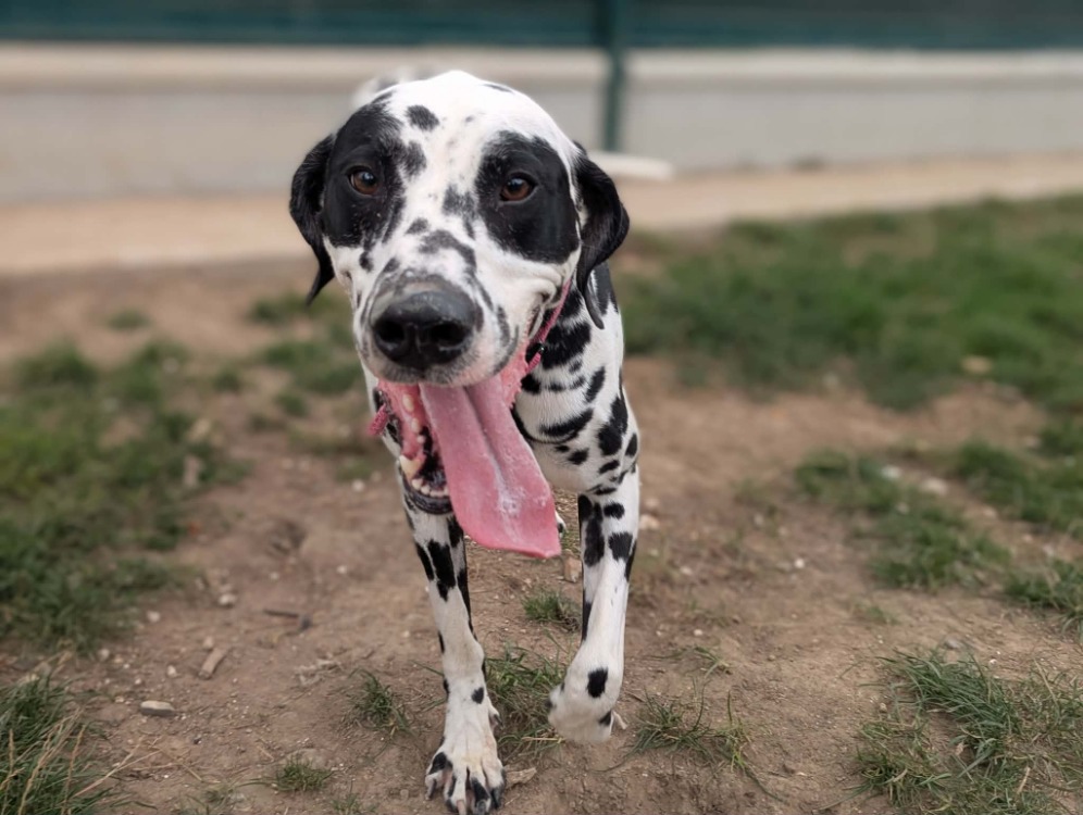 PONGO