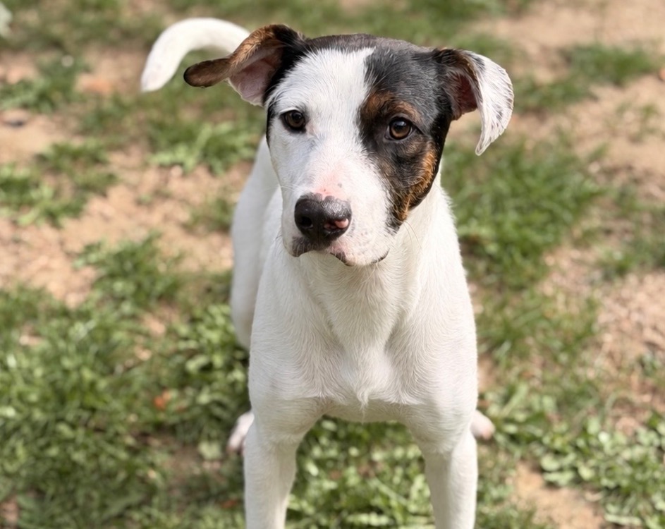 Wally CAA16042