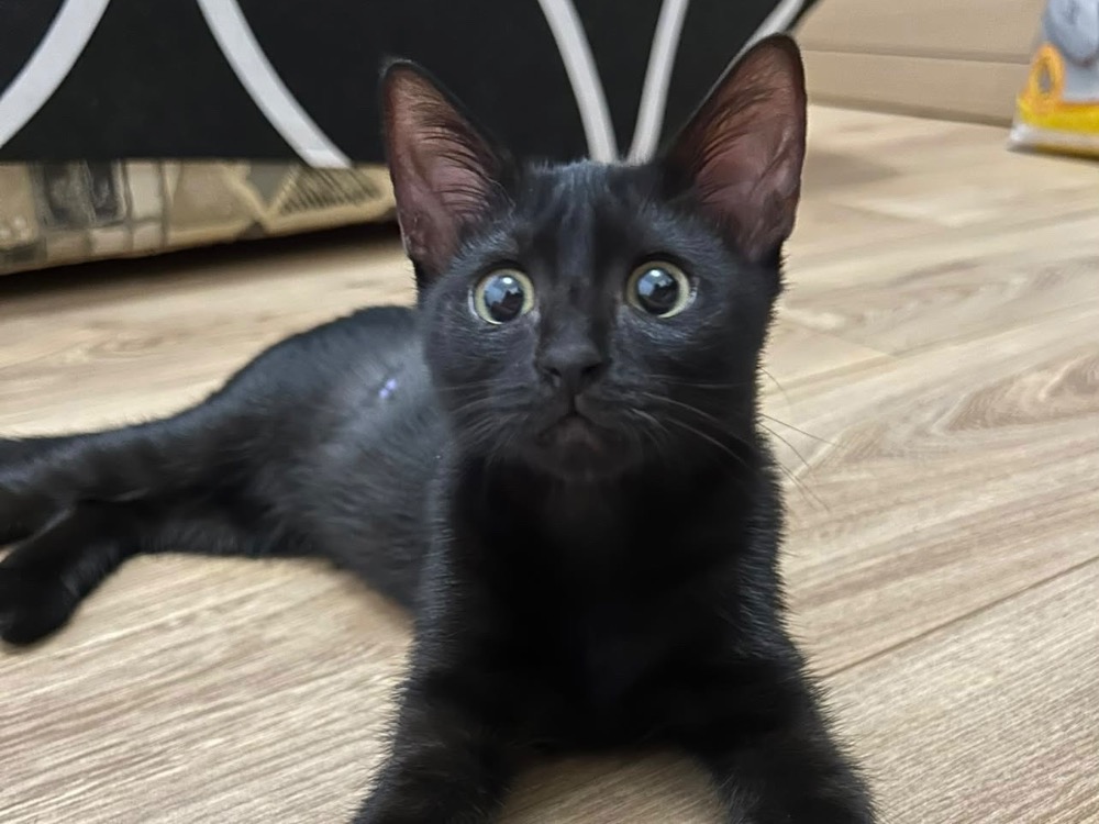EBENE [CHATON]