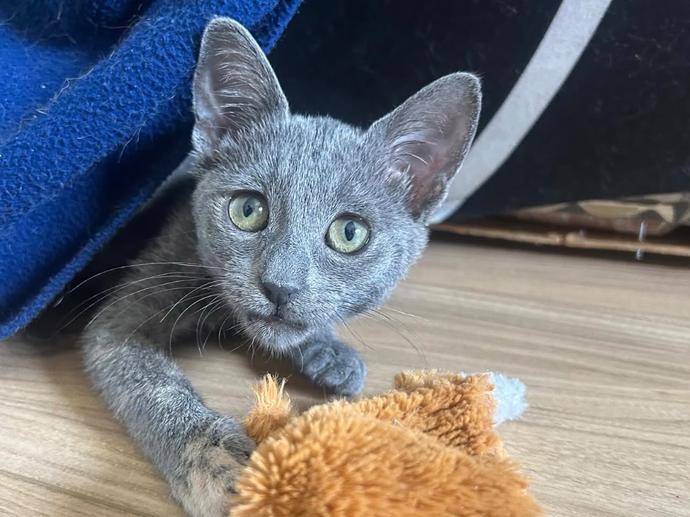 OPIUM [CHATON]