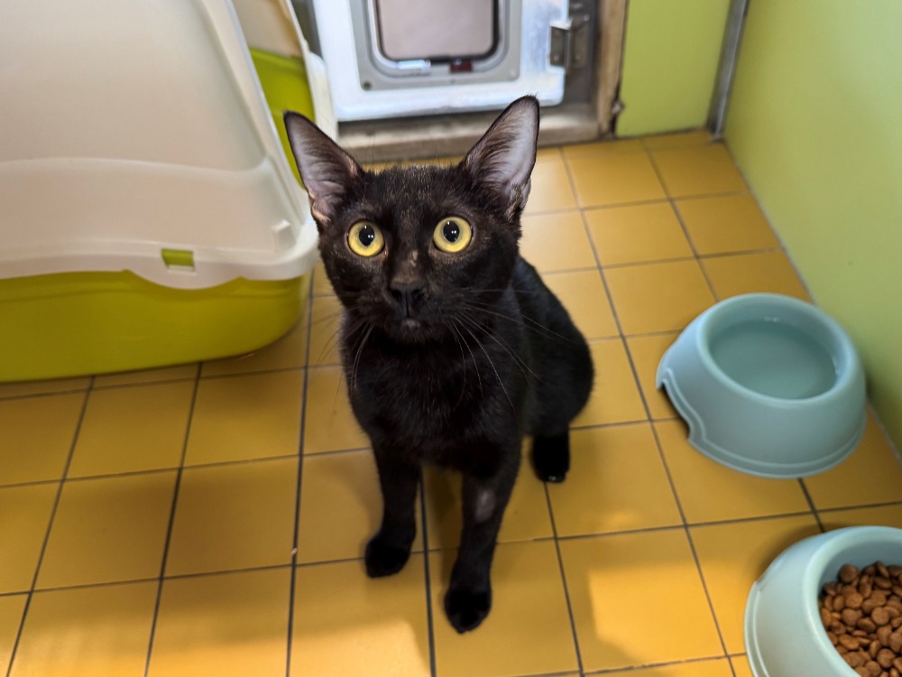 OMBRA (RESERVEE) A17535