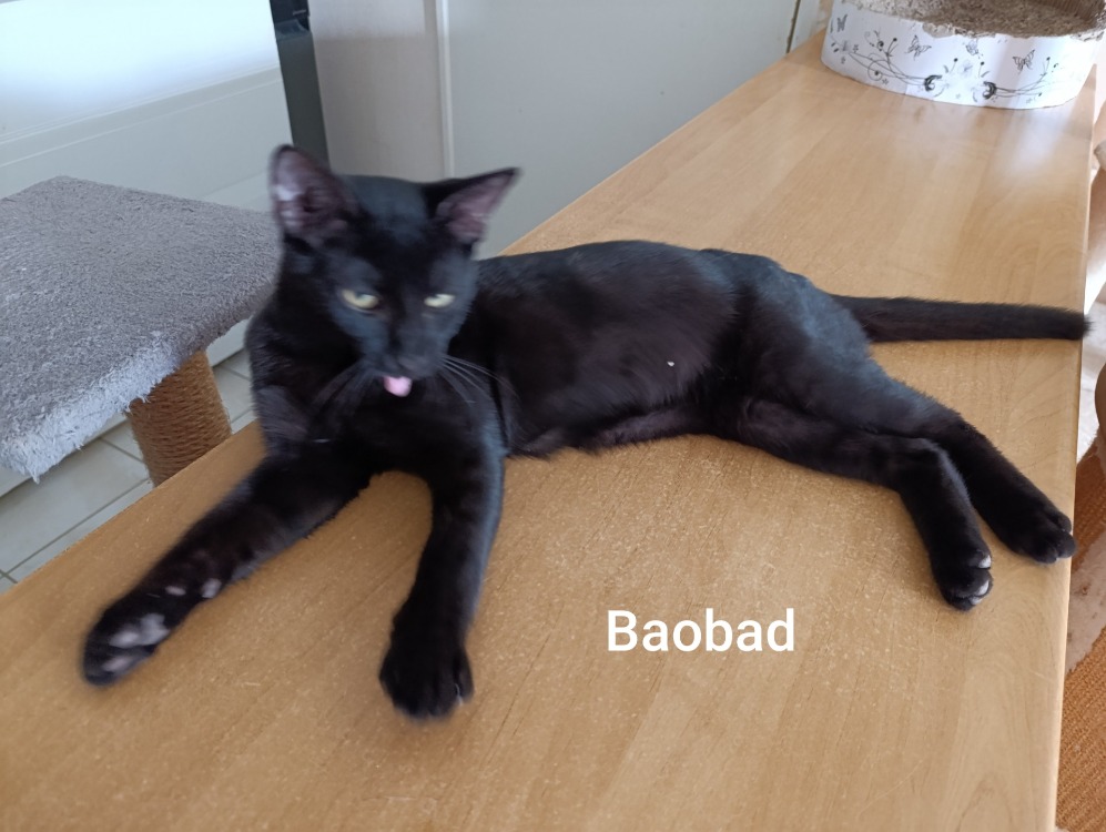 BAOBAD