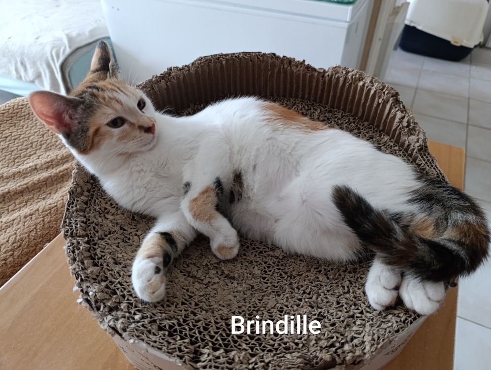 BRINDILLE