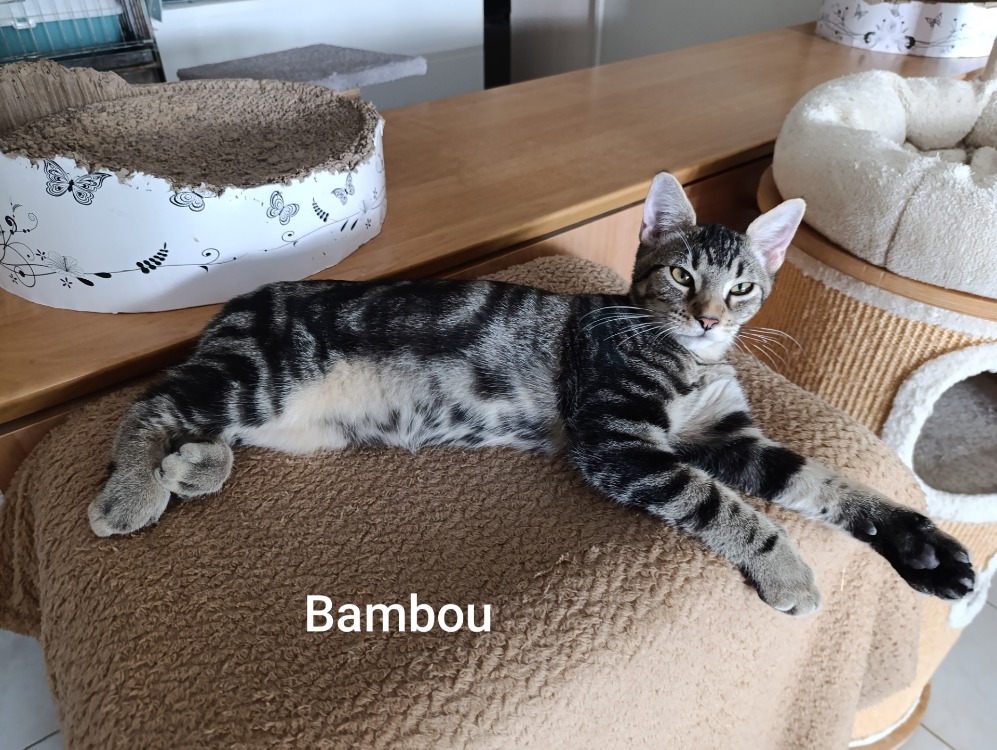 BAMBOU